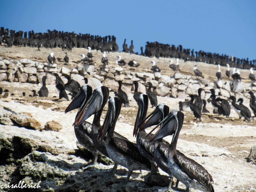 Pelícanos, guanays y gaviotas (en diferentes planos). Islas ballestas, Paracas