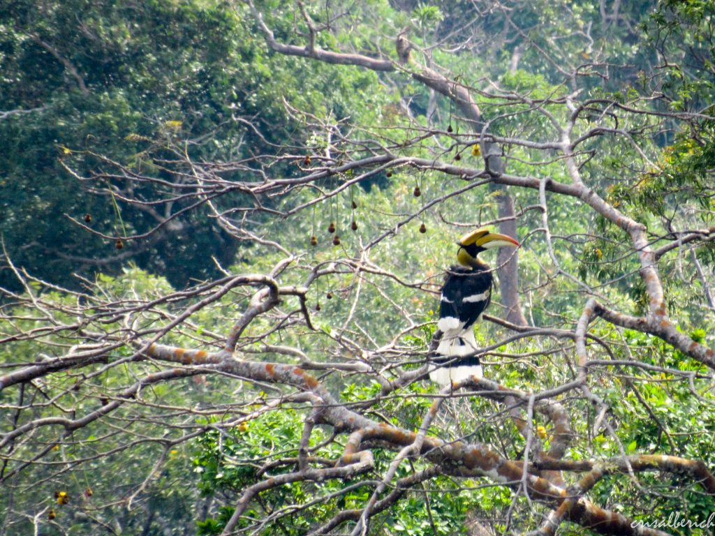 Pájaro Hornbill, Parque Nacional de Bokor