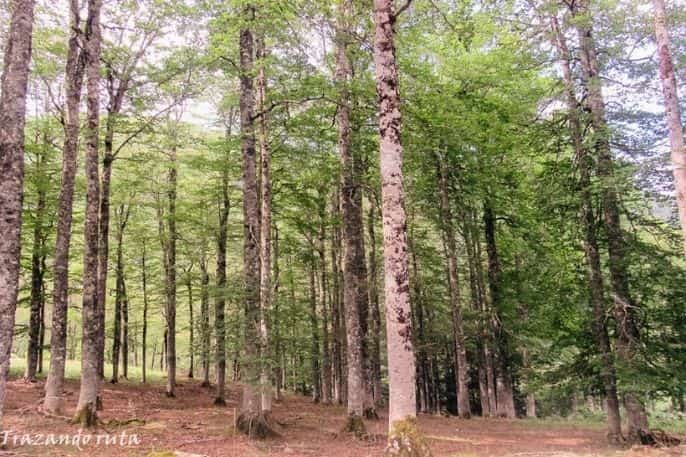 ruta bosque de gamueta
