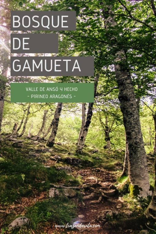ruta bosque de gamueta