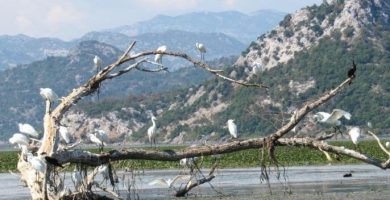 lago skadar montenegro