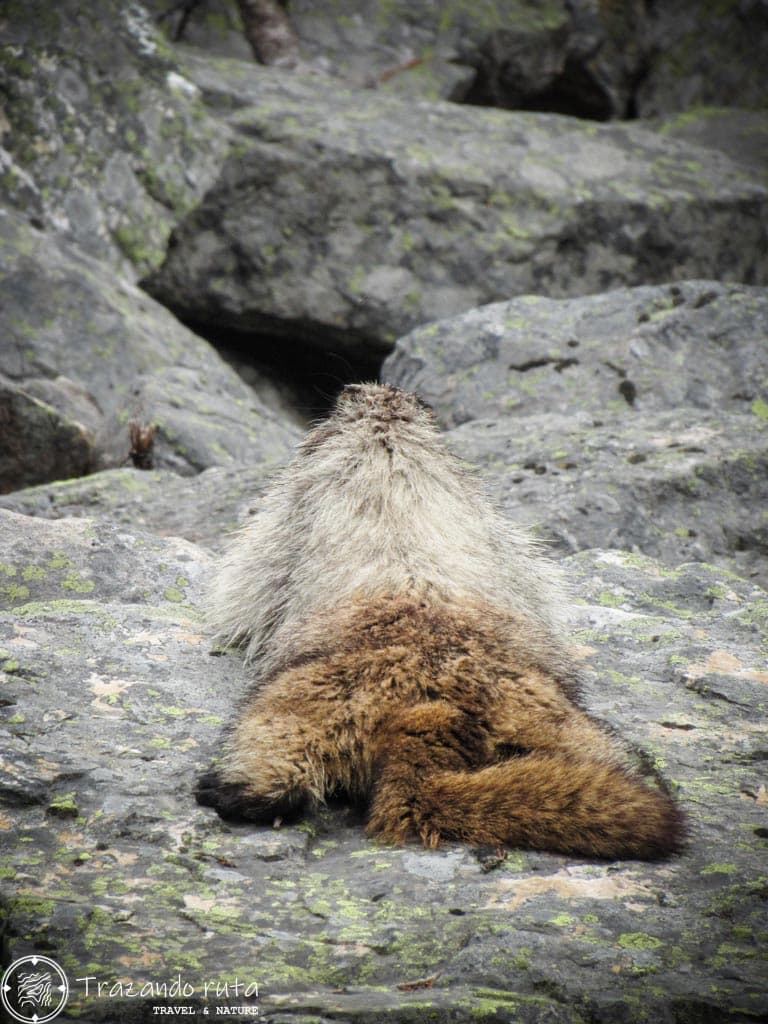 marmota lake louise