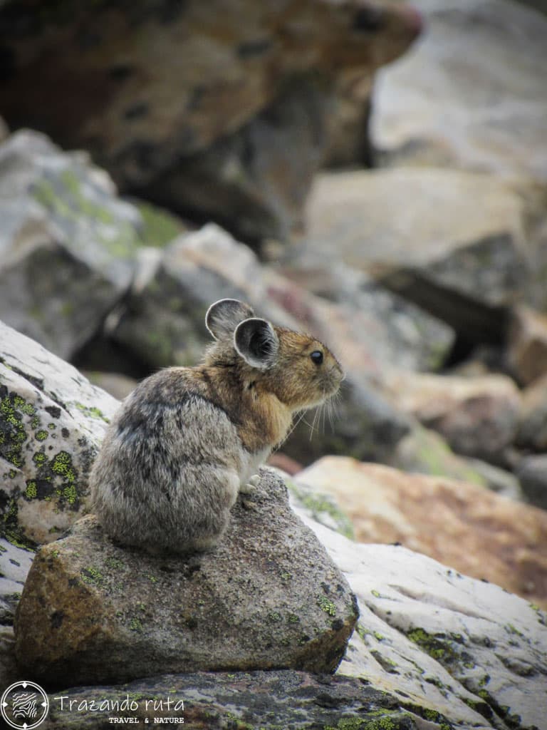 fauna salvaja parque nacional banff pika