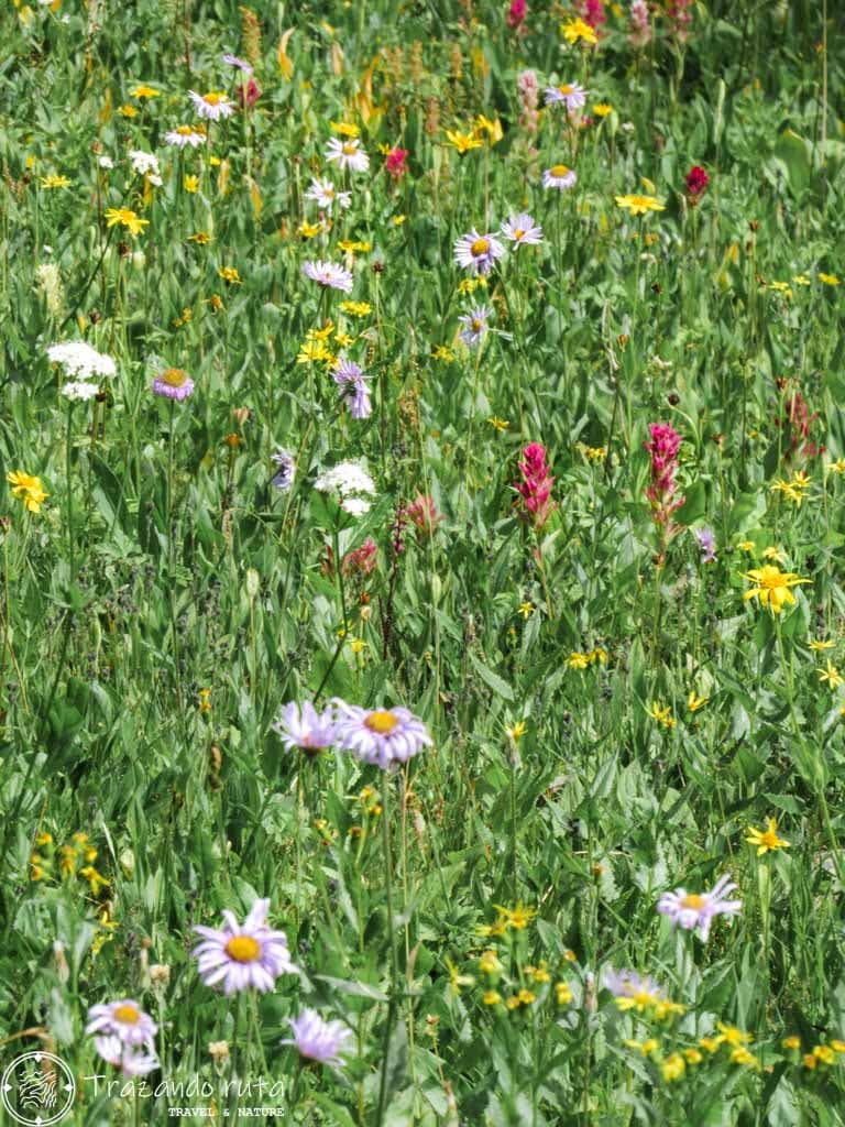 wildflowers healy pass banff