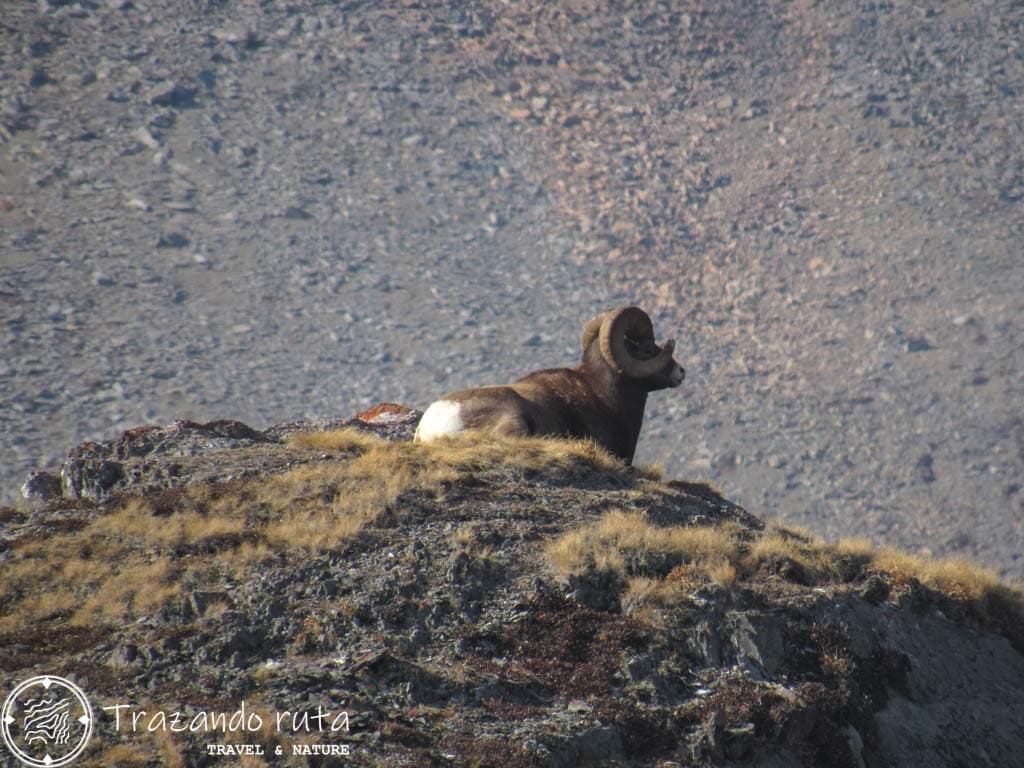 fauna salvaje parque nacional jasper