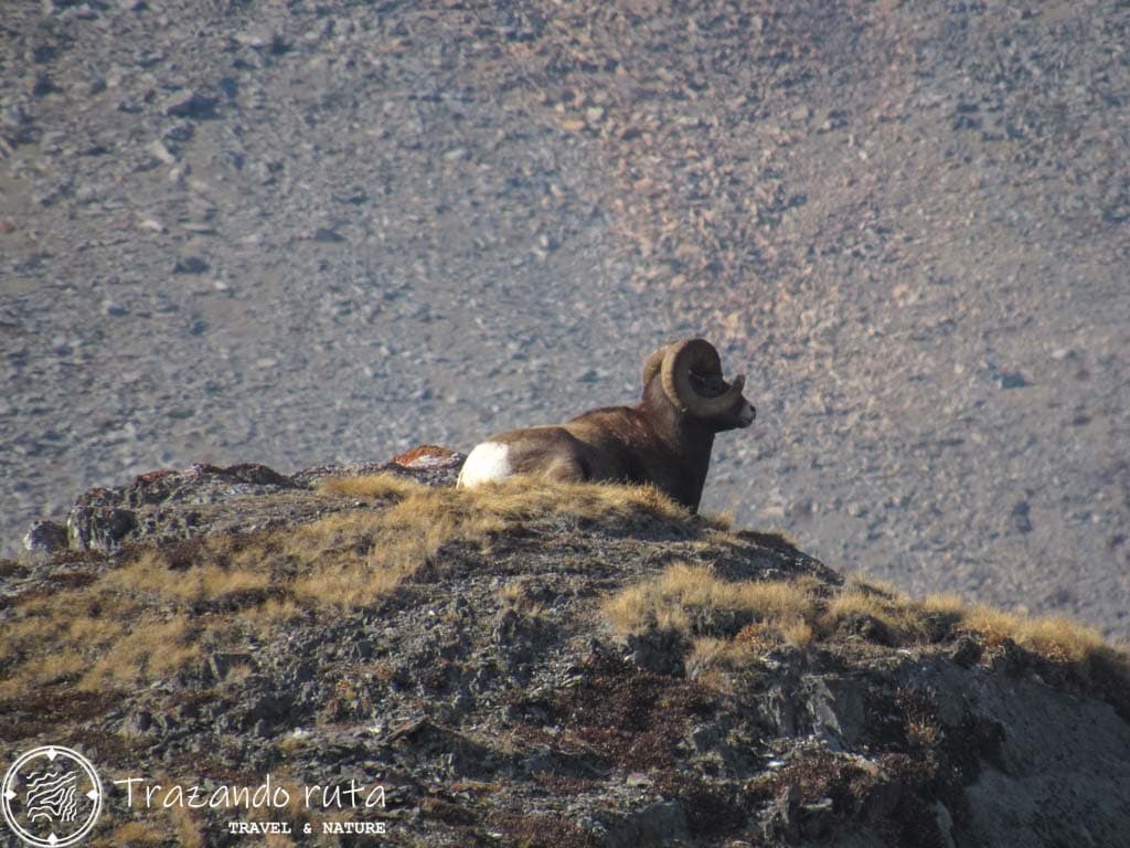 fauna salvaje parque nacional jasper