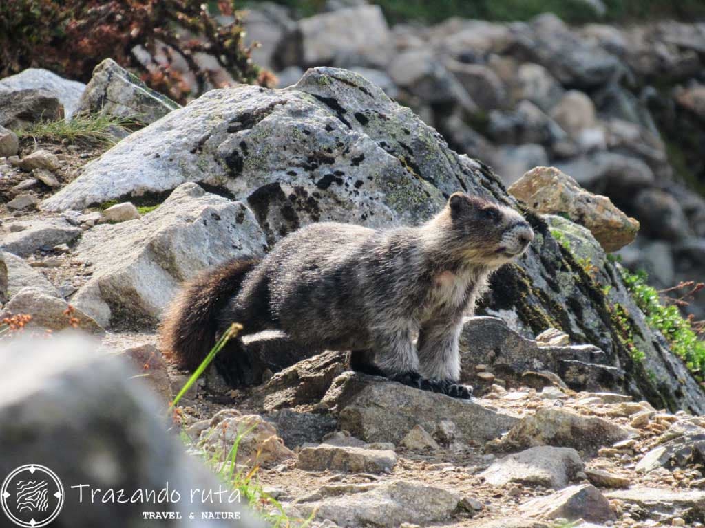 fauna salvaje marmota revelstoke