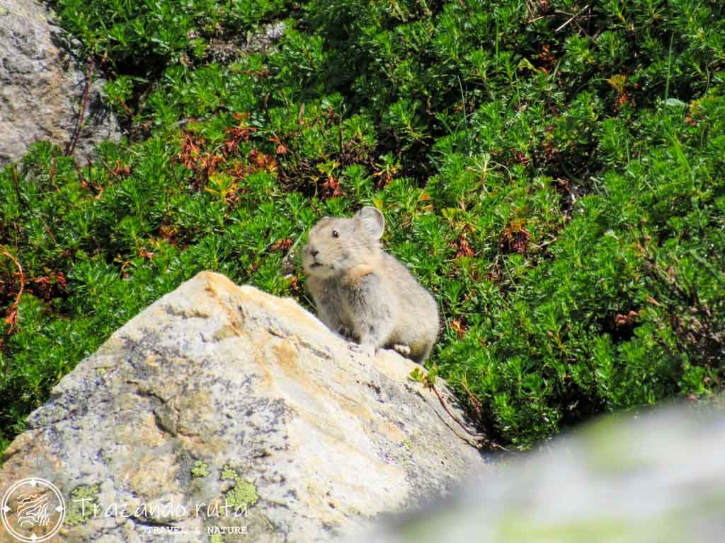 fauna salvaje revelstoke pika