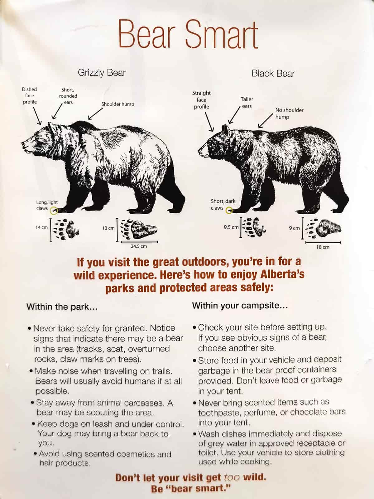 diferencias entre osos negro y grizzly