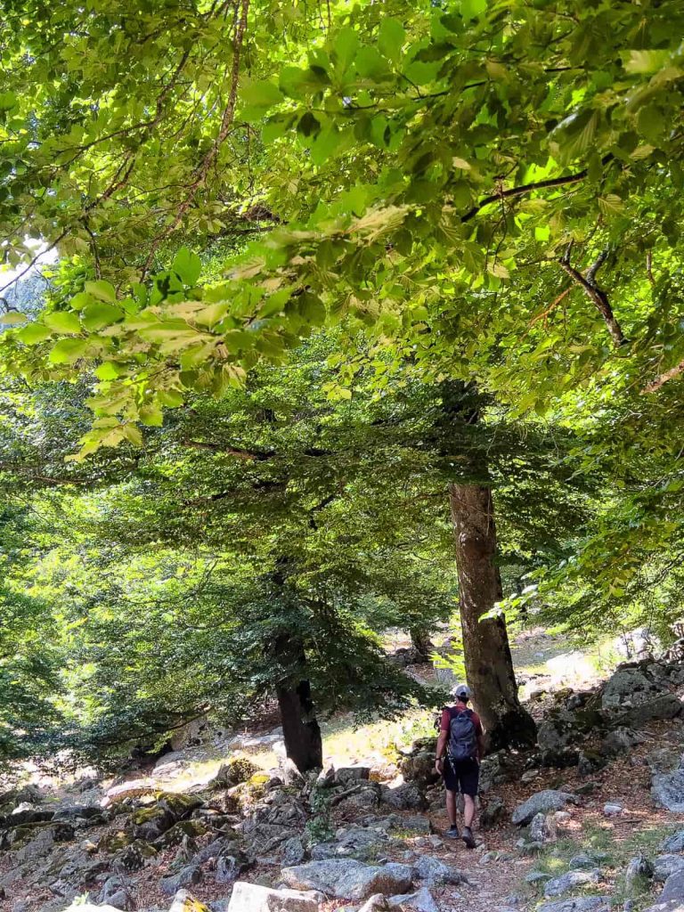 bosque de conangles alta ribagorça