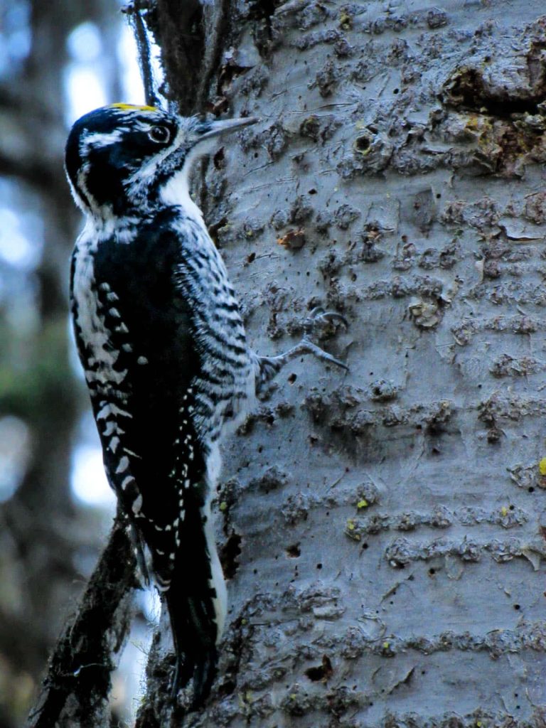 woodpecker yellow crested