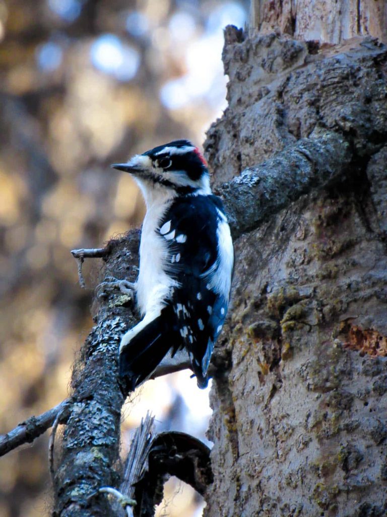 woodpecker pico picapinos