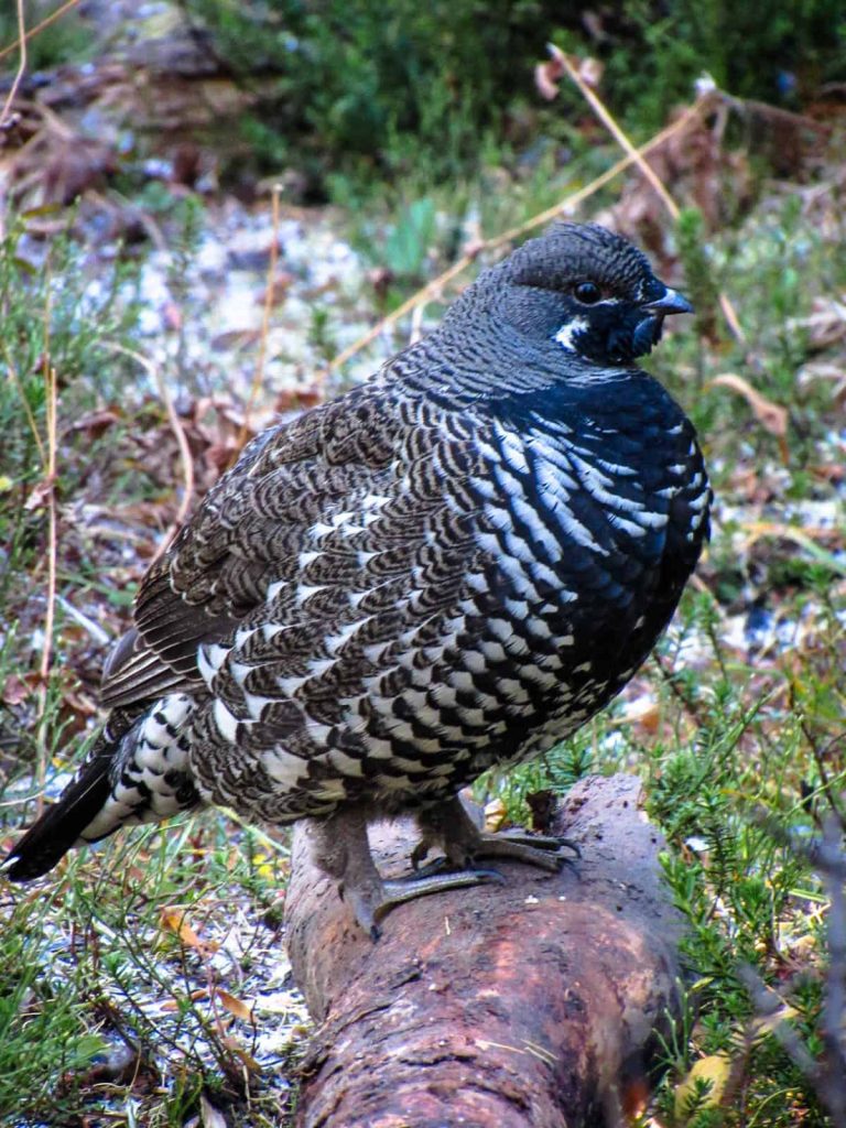 spruce grouse chester lake urugallo canadiense hembra