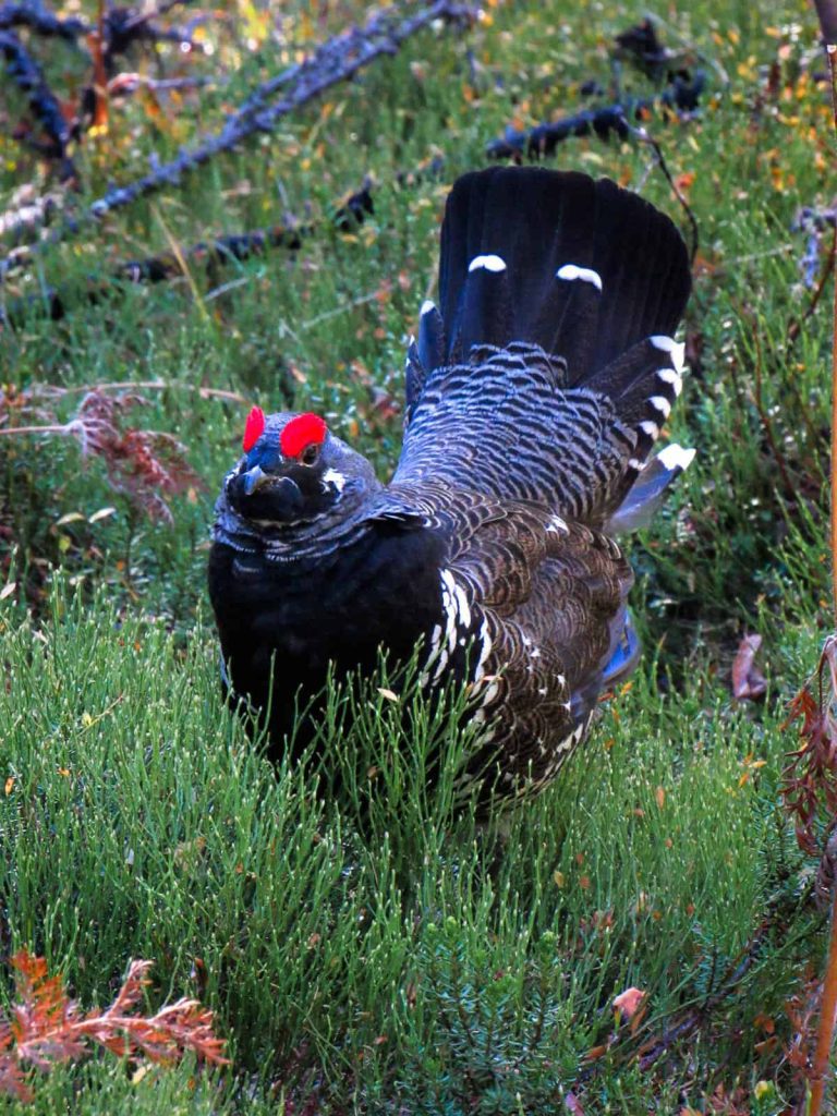 spruce grouse urugallo canadiense macho