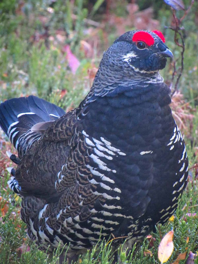urugallo canadiense macho kananaskis