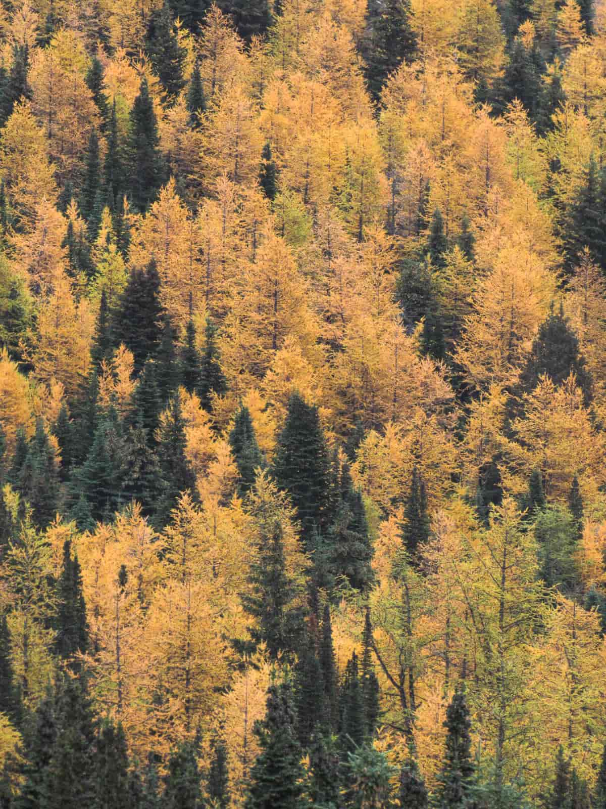 fall foliage rutas rocosas canadá