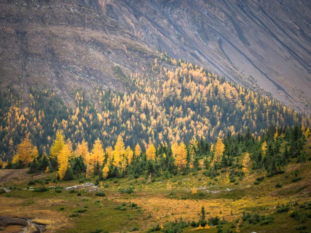 rutas otoño canadá alerces kananaskis country cerca de banff