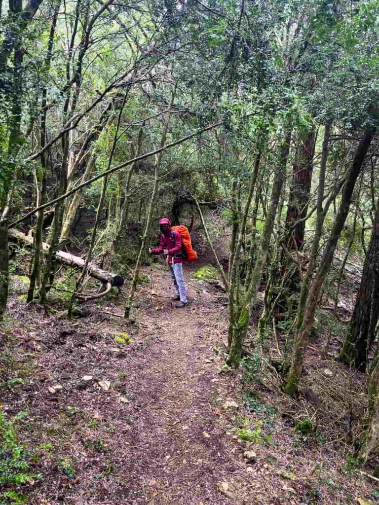 travessa estels del sud etapa 3 bosc
