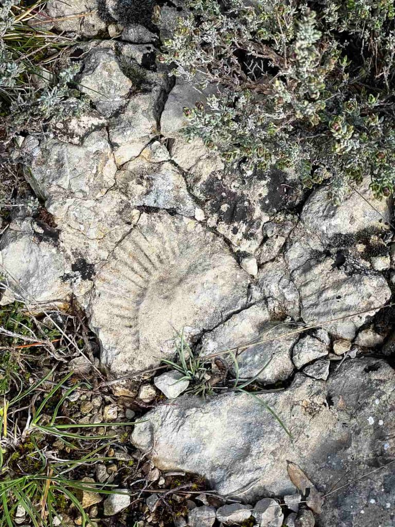 fosiles parque natural els ports
