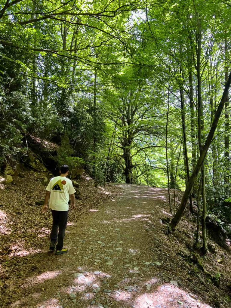 hayedo valle de pineta