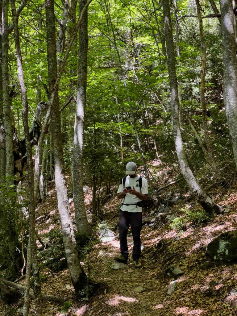 bosque hayas valle de pineta