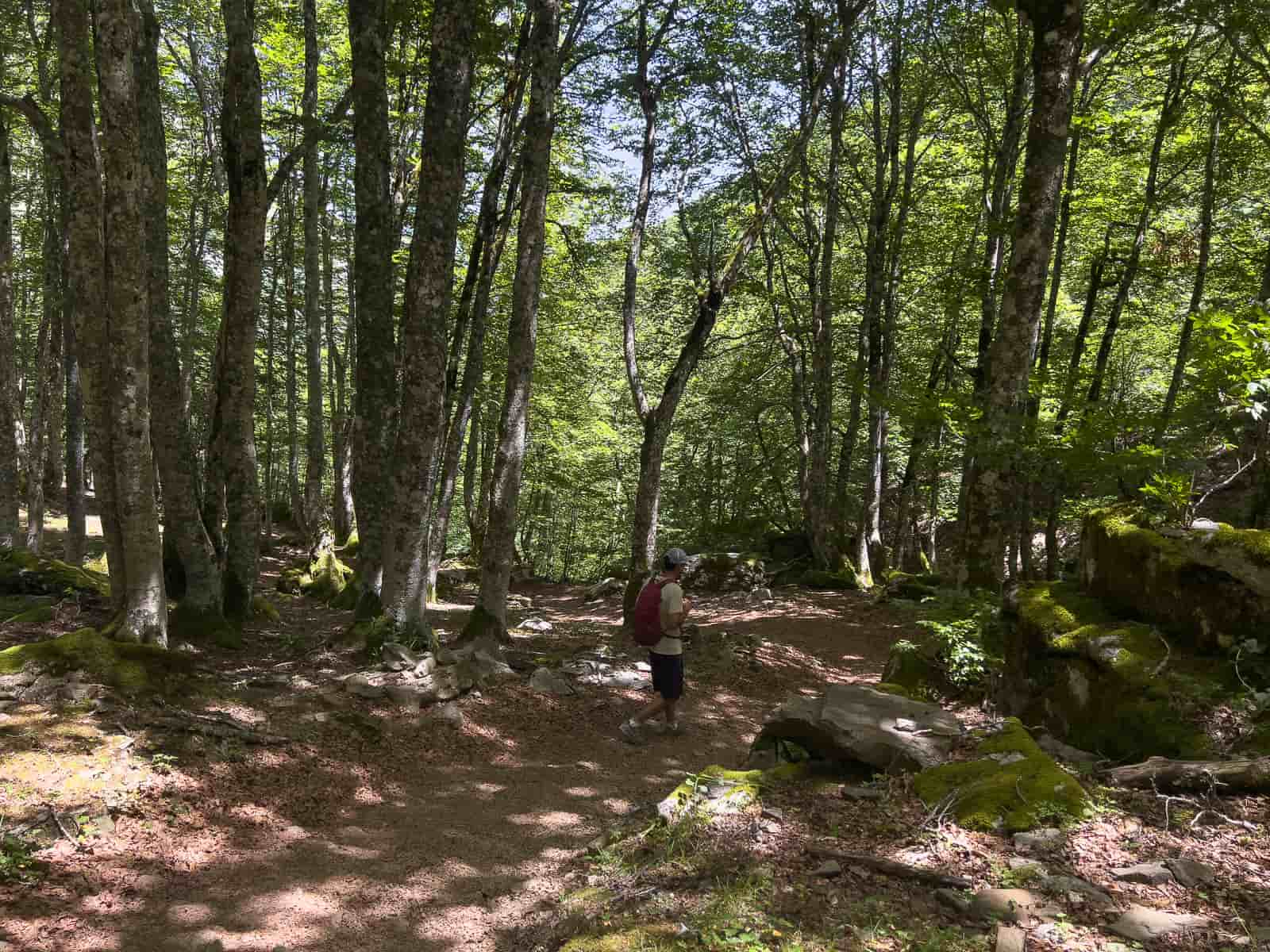 bosques valle de ansabere