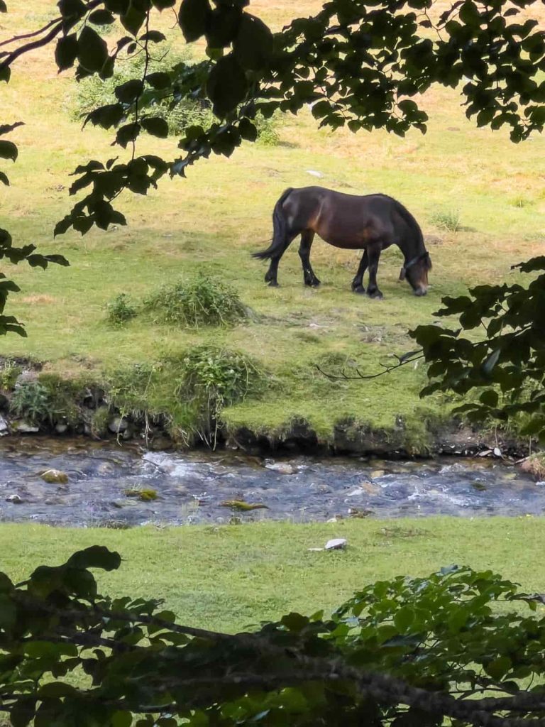 caballos en la plateau de sanchese