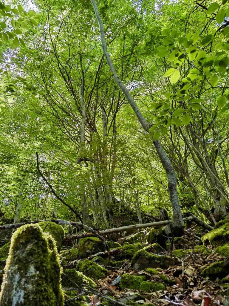 excursión al hayedo de carlac, valle de aran