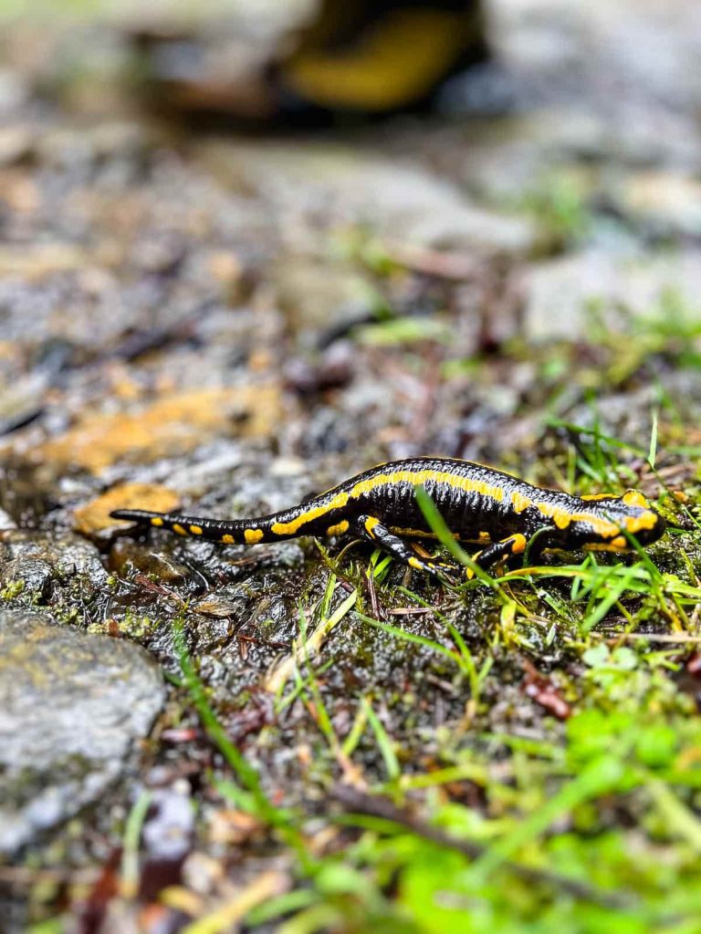 salamandra valle de aure