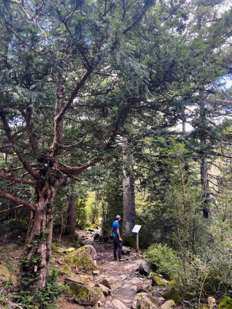 sendero botánico gorgas alba, paneles interpretativos