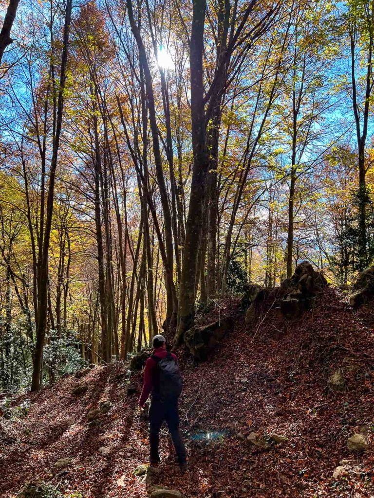 senderismo hayedo catalunya, bosque de la grevolosa