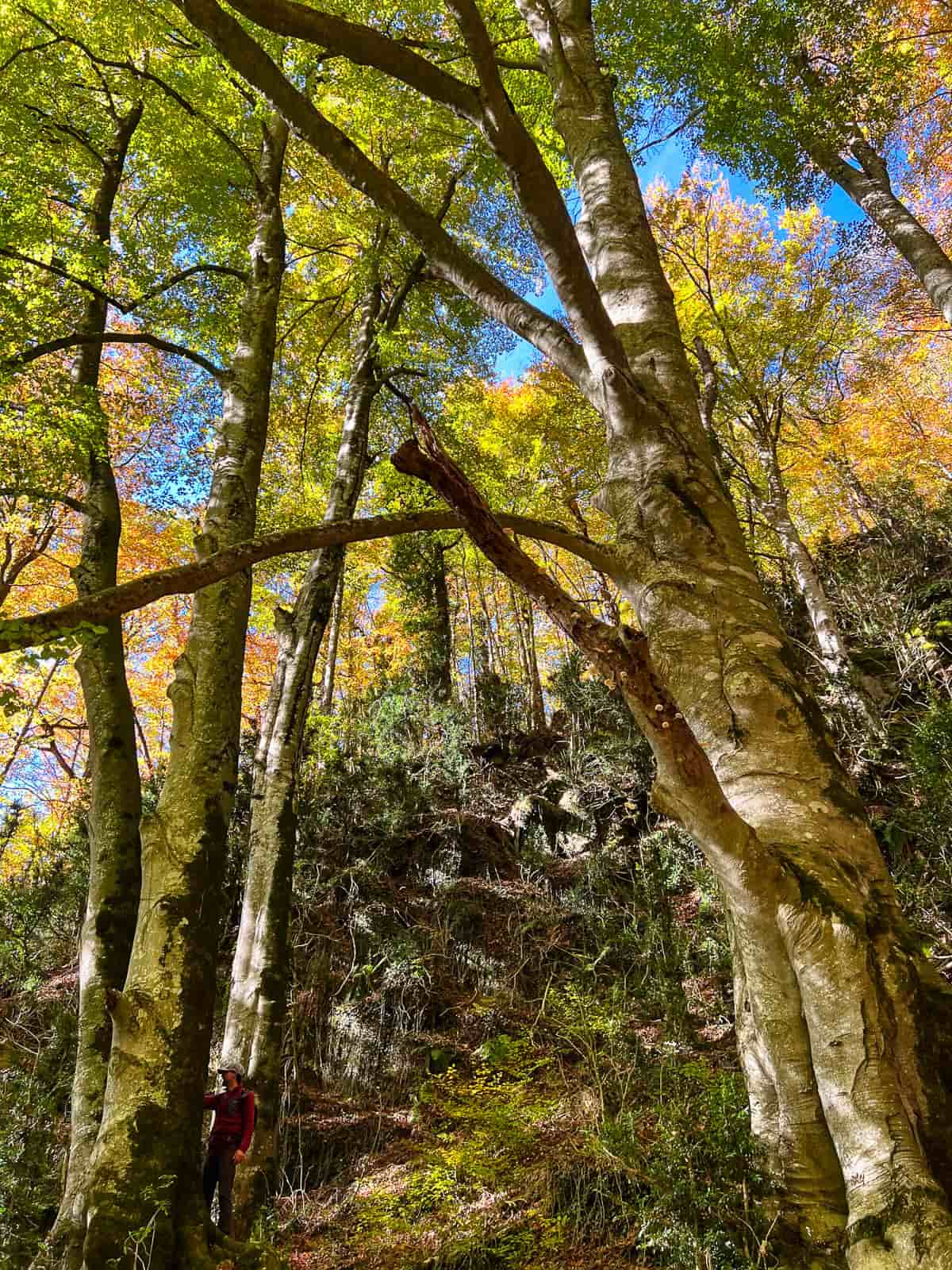 hayas monumentales del bosque de la grevolosa