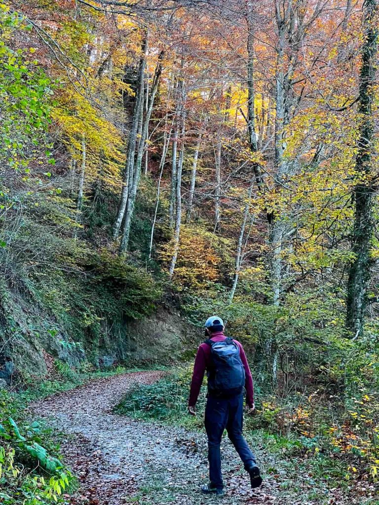 hayedo de la grevolosa desde coll de bracons