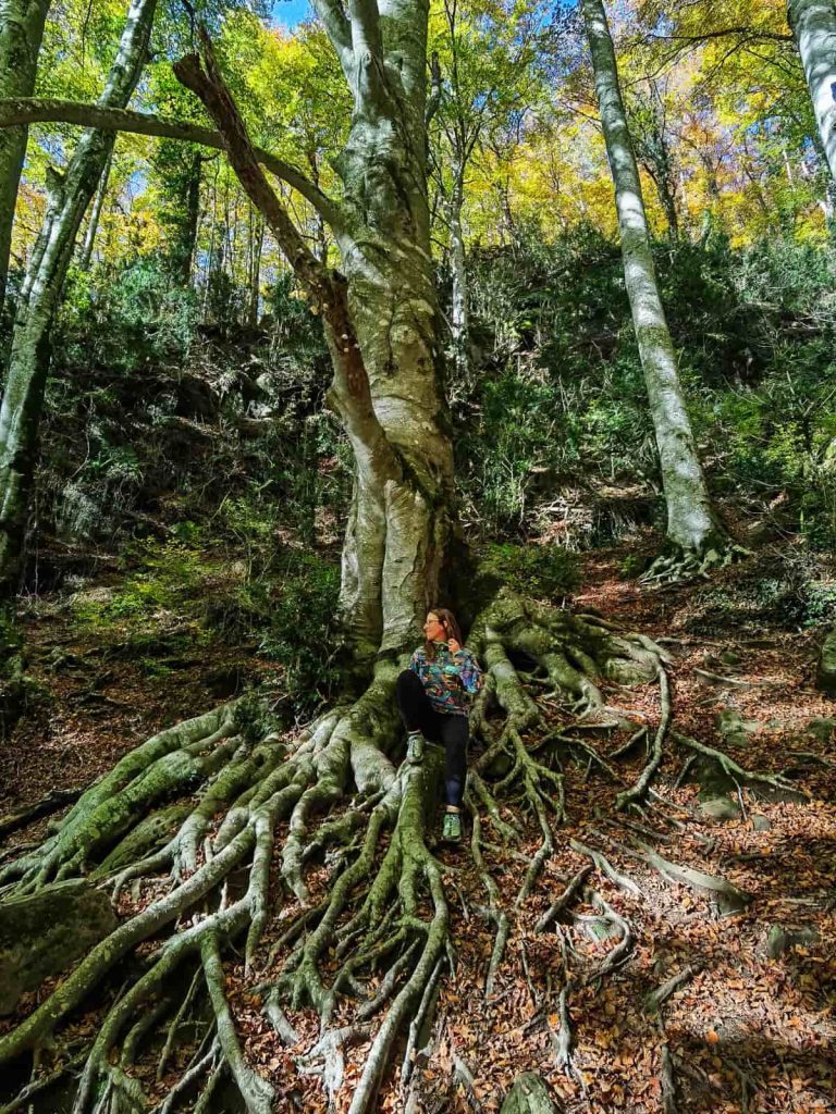 ruta hayedo de la grevolosa, osona